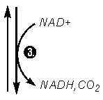 arrow3 (1K)