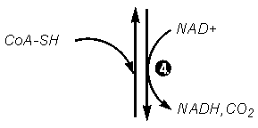 arrow4 (1K)