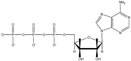 ATP (3K)